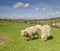 Cotswold Lion Sheep