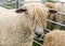 Cotswold Sheep at the Hanbury Countryside Show.