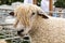 Cotswold Sheep at the Hanbury Countryside Show, England.