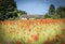 Cotswold stone barn and red poppy field