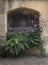 Cotswold stone planter with ferns and anemone