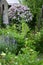 Cottage english garden in spring. Blooming syringa meyeri Palibin