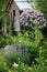 Cottage english garden in spring. Blooming syringa meyeri Palibin with rustic wooden house on background.