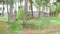 Cottage in the forest, surrounded by trees. Translation of focus from the distant to the near. A great background for