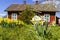 Cottage garden with flowering Pheasant's-eye daffodil flowers