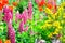 cottage garden flowers background