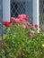 Cottage garden roses poppies with leaded lattice windows