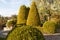 Cottage garden with topiary and trimmed bushes