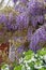 Cottage garden wisteria