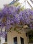 Cottage garden wisteria