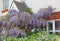 Cottage garden wisteria