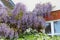 Cottage garden wisteria