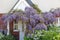 Cottage garden wisteria