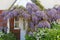 Cottage garden wisteria