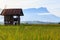 The Cottage in the paddy field