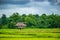 Cottage in the rice fields.