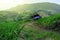 Cottage in rice fields farm