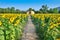 Cottage in sunflower field