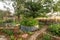 Cottage vegetable garden scene with plants growing in old corrugated iron water tanks