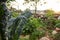 Cottage vegetable garden scene with plants growing in old corrugated iron water tanks