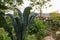 Cottage vegetable garden scene with plants growing in old corrugated iron water tanks