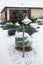 Cottage winter garden with barberry bushes, junipers and fir tree.