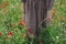 Cottagecore aesthetics. Close up of woman in rustic dress gathering poppy and cornflowers in sunny field. Young female  walking