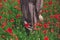 Cottagecore aesthetics. Close up of woman in rustic dress gathering  red poppy in sunny field. Young female in linen dress walking