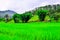 The cottages are nestled amidst a green field and mountain background