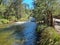 Cotter River with tree lined banks