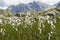 Cottom grass flower eriophorum angustifolium in italian alps Adamello