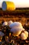 Cotton ball with cotton bale in the back ground