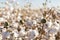 Cotton ball full bloom - agriculture farm crop image