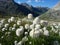 Cotton beauty in a mountain valley