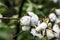 Cotton bolls on plant