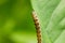Cotton bollworm on the leaves