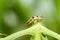 Cotton bollworm on the leaves