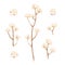 Cotton branch with flowers on white background. Delicate white cotton flowers on brunch. Light cotton flower