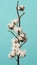 Cotton branch. Real delicate soft and gentle natural white cotton balls flower
