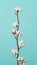 Cotton branch. Real delicate soft and gentle natural white cotton balls flower branches