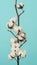 Cotton branch. Real delicate soft and gentle natural white cotton balls flower branches