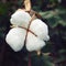 Cotton crop close up. Aged photo. India.