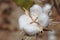 Cotton crop fleure dans le lanscape in africa