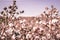 Cotton crop landscape, ripe cotton bolls