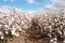 Cotton Crop Ready for Harvest