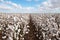 Cotton Crop Ready for Harvest