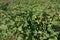 Cotton farm field