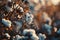 Cotton farm during harvest season. Field of cotton plants with white bolls. Sustainable and eco-friendly practice on a cotton farm