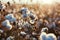 Cotton farm during harvest season. Field of cotton plants with white bolls. Sustainable and eco-friendly practice on a cotton farm