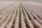 Cotton farm near Seville in Andalusia, Spain